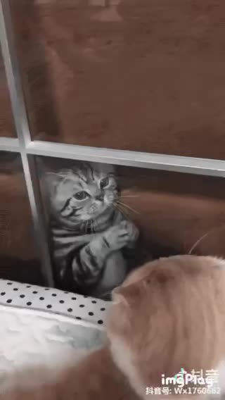Cute Cat Gif