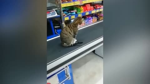 Cute and Funny Cat Compilation 2023 - Funny Pet Videos #4