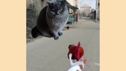 Funny video