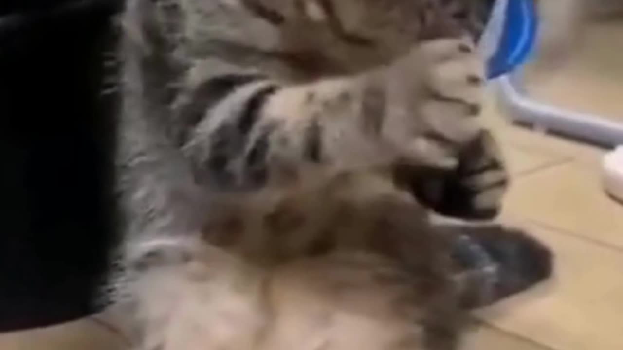 Pets lovers