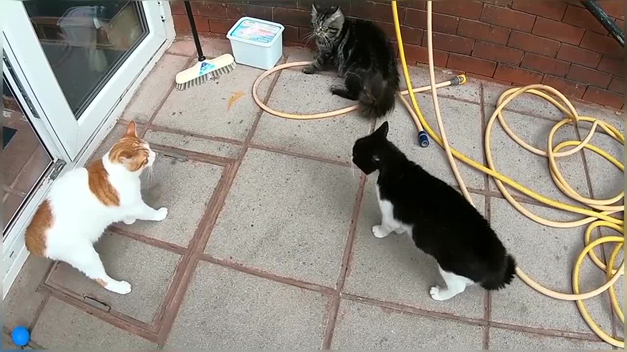 Funny & Cute Cat Compilation Video