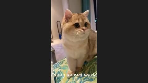 cute funny cat vedio # cute animal vedio