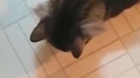 Cat funny video