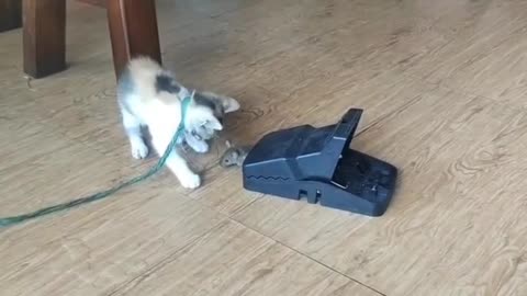 Fanny Cat Video And Kittecat Video