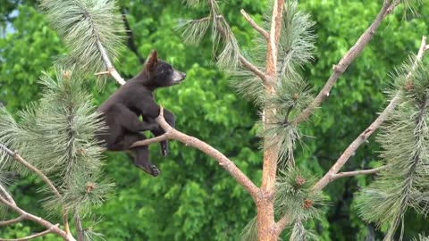 Cute and Funny animals Video