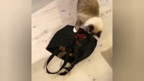 Furry Friends A cute and funny cat Video That Will Warm Your Heart