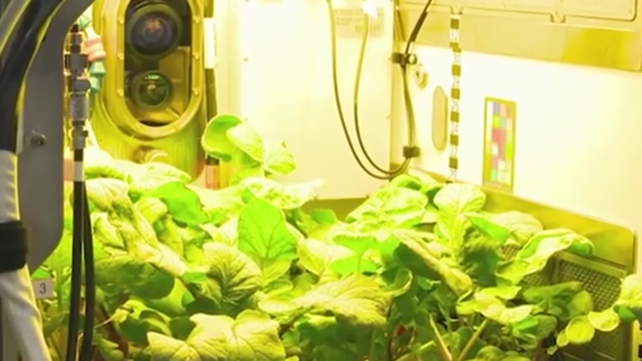 NASA looking for 4 people to live in Mars Simulation