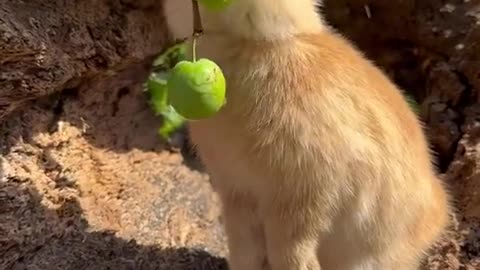 The little bunny is eating green plums.