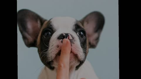 Littel cute puppys photos dog