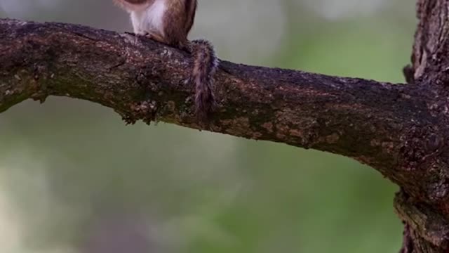 Sometimes, you just need a bit of #SelfCare. Take it from this guy! 🐿😌💤 #animals #cute