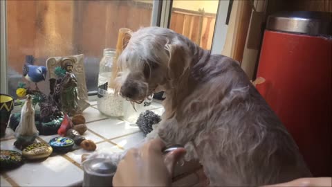 We washed this stray dog 2018