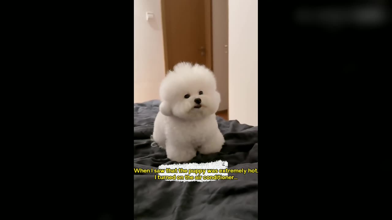 Puppy: Start it earlier next time, it will make me play for so long