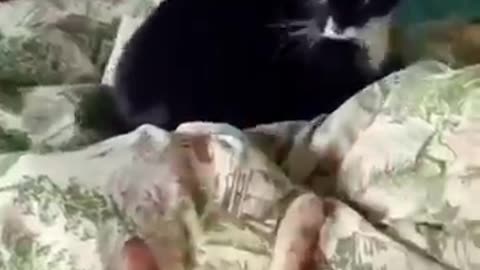 Funny animal videos 😂😂 | Funny Cats fights 😂😂