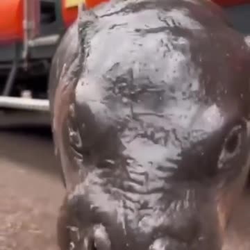 I want a baby hippo for Christmas