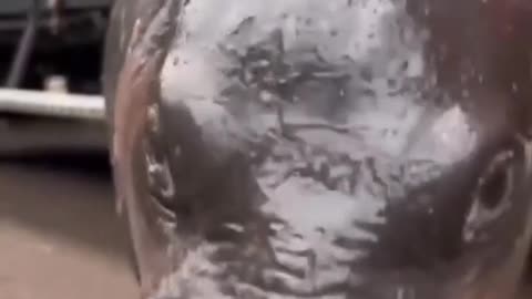 I want a baby hippo for Christmas