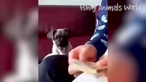 Funniest Cats And Dogs Videos 😁 - Best Funny Animal Videos 2023