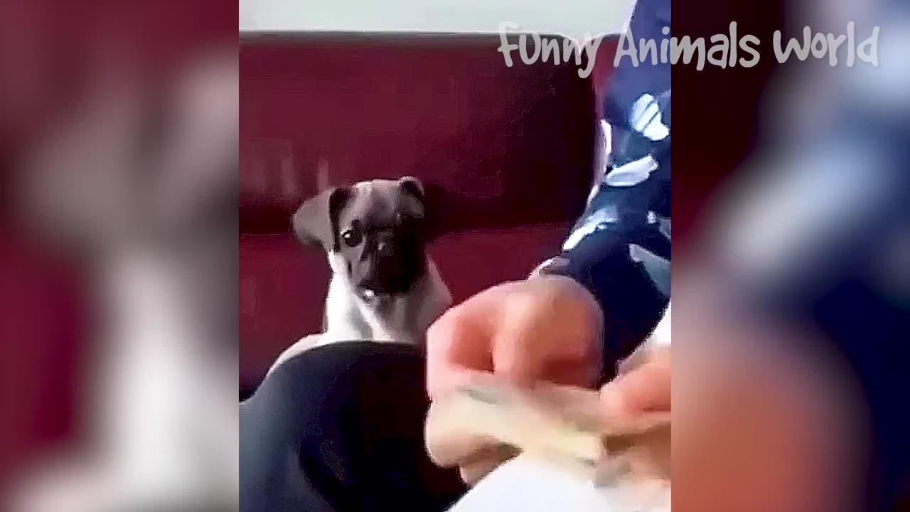 Funniest Cats And Dogs Videos 😁 - Best Funny Animal Videos 2023