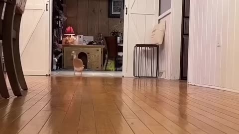 Animal funny video