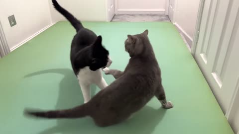 Cat Bites Other Cats Butt