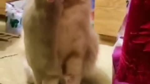 Have you ever seen such love of cat and mouse #shorts #viral #shortsvideo #video