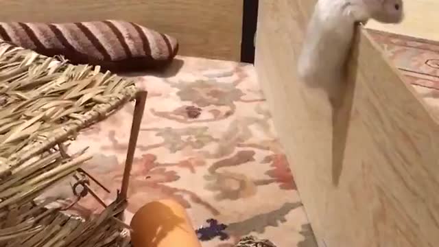 How smart can a hamster be?