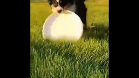 Must watch 🛑 Cat videos 2022 !!!! Beautiful cat and Dog 🐕😻