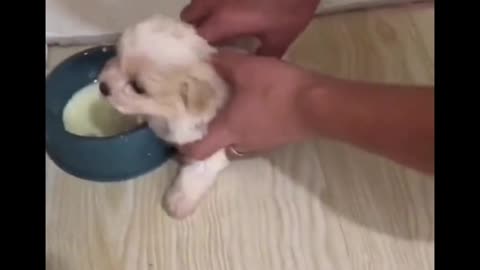 She thought it was a portal to the milk dimension 😅