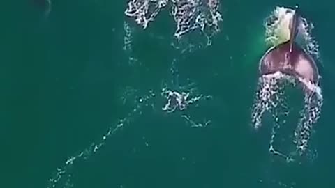 Big Whale