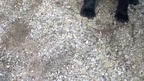 Bear rescued #shorts #shortvideo #video #virals #videoviral