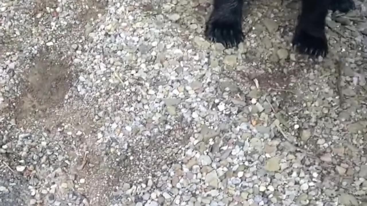 Bear rescued #shorts #shortvideo #video #virals #videoviral