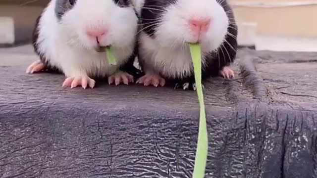 So cute. #pet #cute #funny