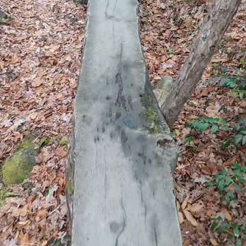 Log bridge in the Smokey's