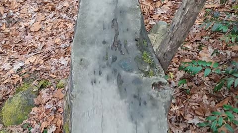 Log bridge in the Smokey's