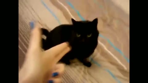 Funny cat 😽 vs Gun 🔫 - Funny Animals 😂 playing dead on finger shot Compilation