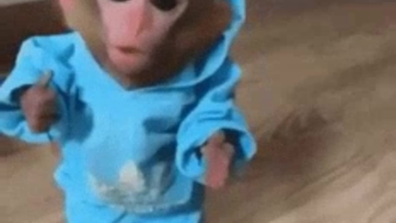 Monkey video