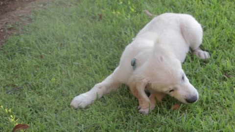 Amazing VIP Micro Thumbelina White Pomeranian Puppy For Sale