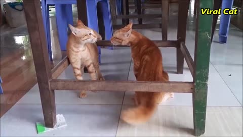 Cats fighting video