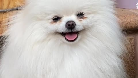 whit dog