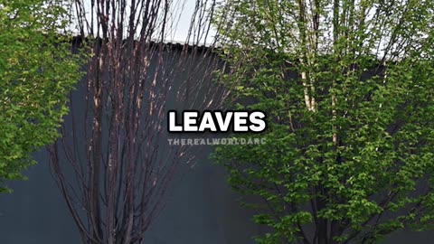 Tate tells why you are a tree