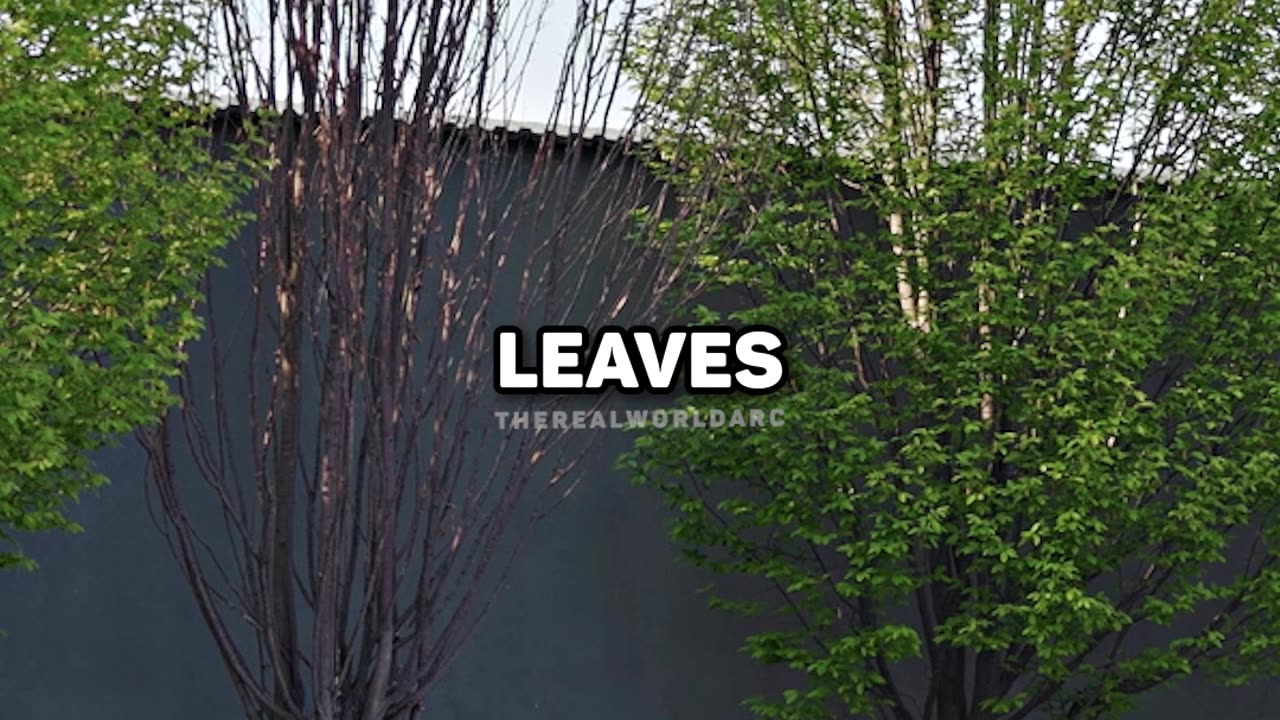 Tate tells why you are a tree