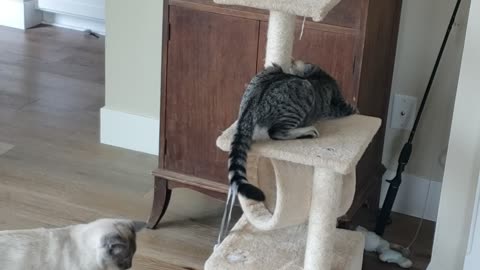 Kitties playing