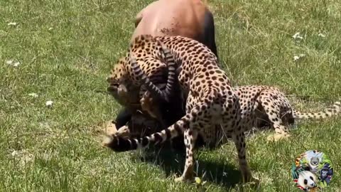 13 Scary Moments Wild Animals Attack their Prey