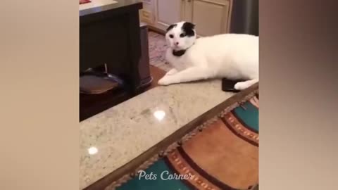 Funniest animals 2023 😂 Best funny cats and dogs 😺