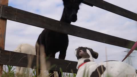White and brown doggy and a llama looking at each other with curiosity