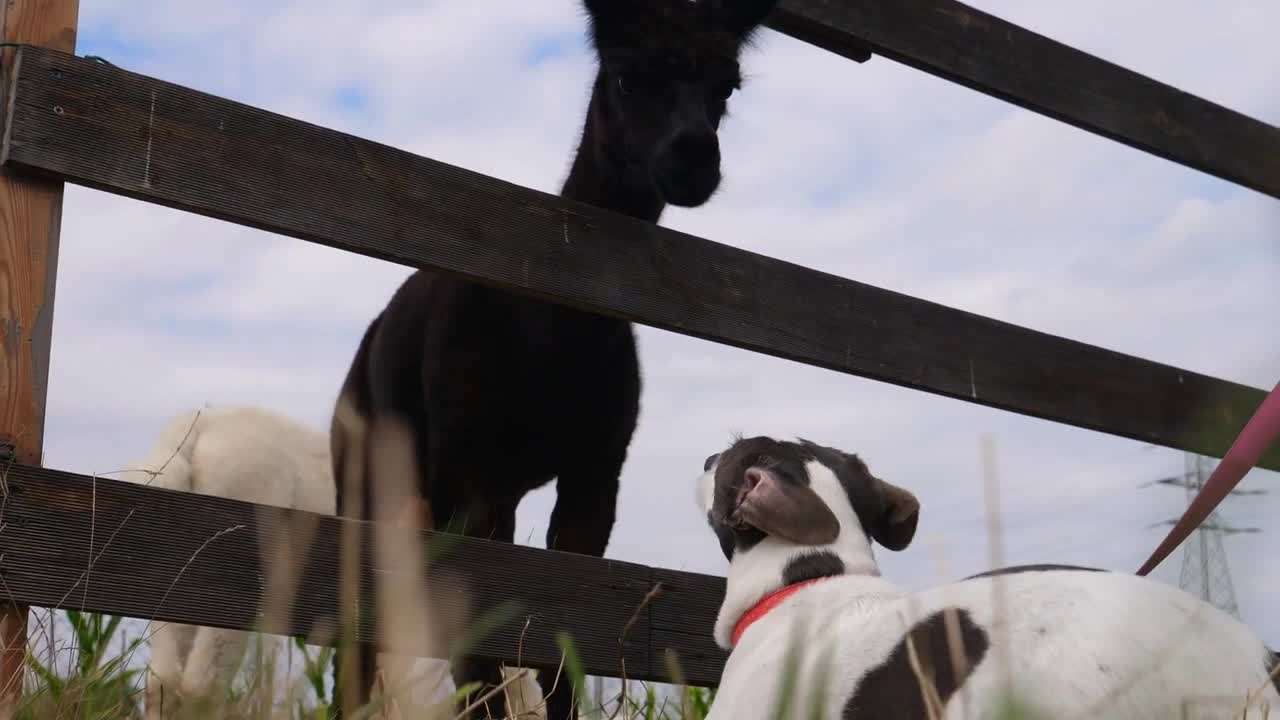 White and brown doggy and a llama looking at each other with curiosity