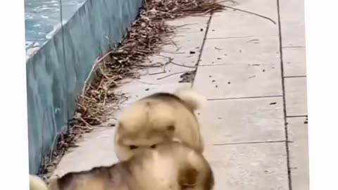 cute dogs moment