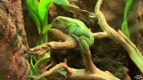 Have You Ever Seen A Neon Green Frog?
