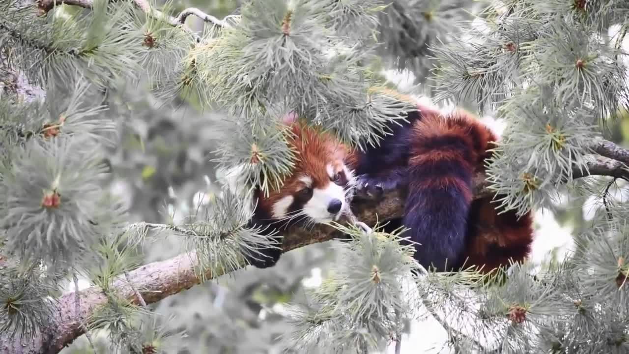 AMAZING ANIMAL LIFE