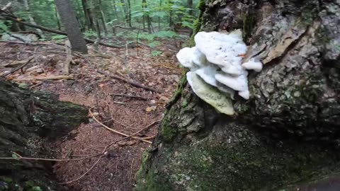 Mushrooms
