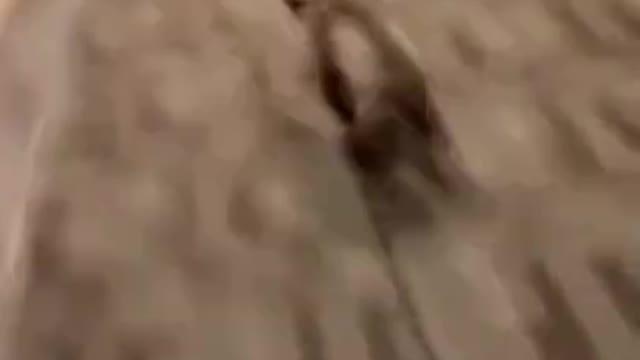 Funniest Animals 😃 Best Of The 2022 😺 Funny Animal Videos